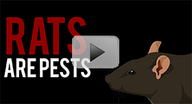 Rats-Rodents-Pest-Control-video