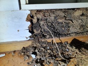 termite damage in ensuite vanity