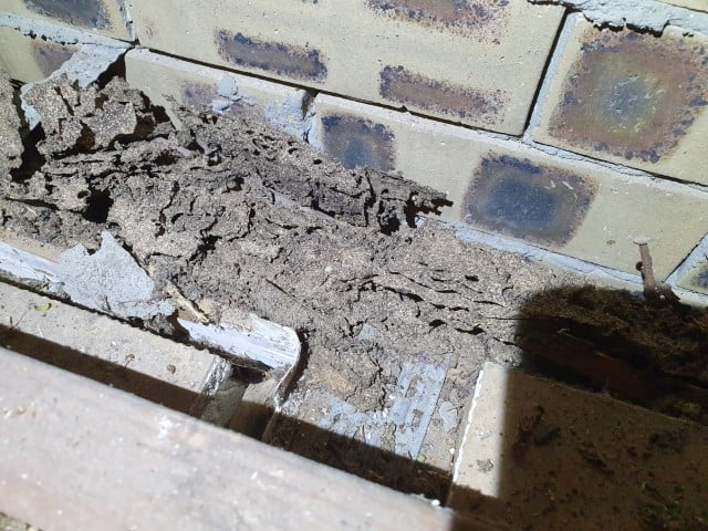 termite damage to top plate in void roof (Small)