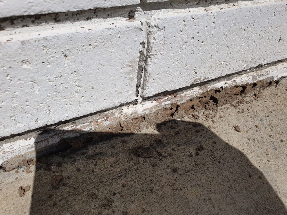termite mudding on brickwork of house