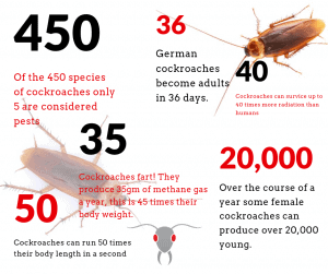 Gold Coast Pest Inspector Info Graphic