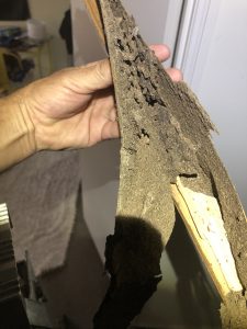some damage done by termites