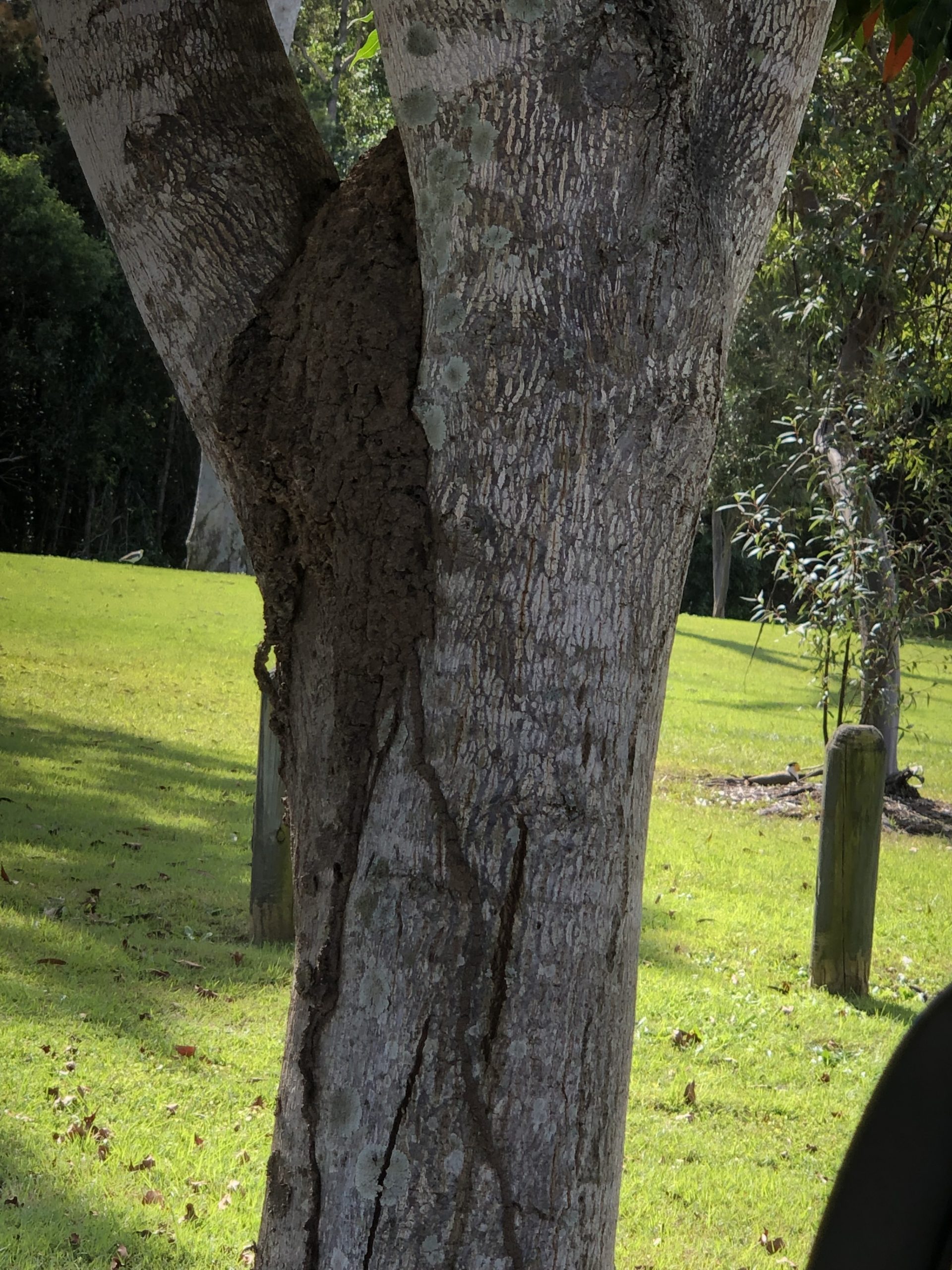 a termite nest in a tree
