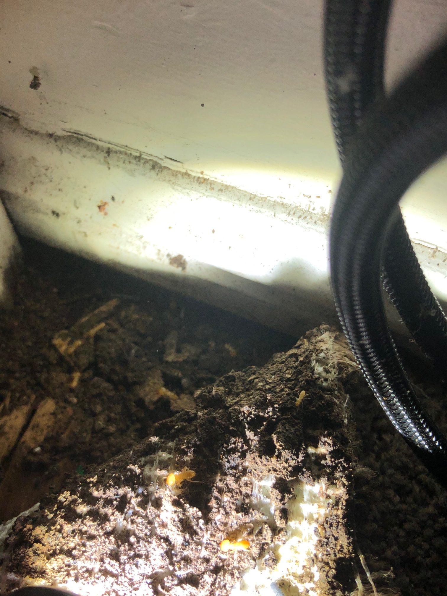 termites hiding under the carpet