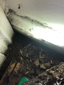 live termites in a Gold Coast home